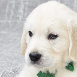 Golden Retrievers from Radiant Goldens