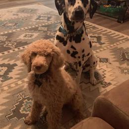 Poodle Puppies from Reeves Family Standard Poodles