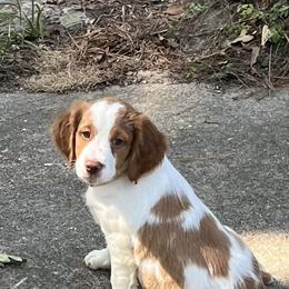 Brittany Puppies from Scott’s Brittanys