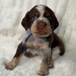 Blue boy - Tri-Roan male English Springer Spaniel puppy in Fairfield, California from Goldridge Springers