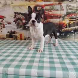 Boy 2 - Brindle and white male Boston Terrier puppy in Olanta, South Carolina from Julie's IHeart Boston Terrier's