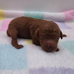 Holly - Red  female Poodle puppy in Kannapolis, North Carolina from Carolina Great Danes & Toy Poodles