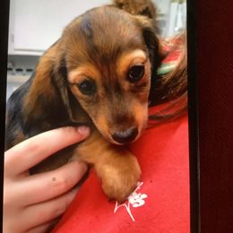 Boy 2 - Dachshund puppy in Tulsa, Oklahoma from Eternal Puff Lhasa Apsos