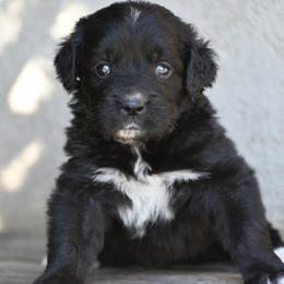 Girl 1 - female Golden Mountain Dog puppy in Loveland, Colorado from Grateful Bernese & Gage's Goldens