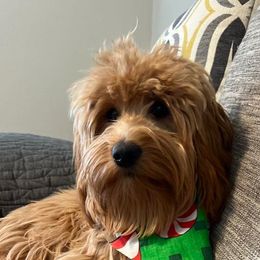 Goldendoodle All Grown Up from Henderson Farm and Home