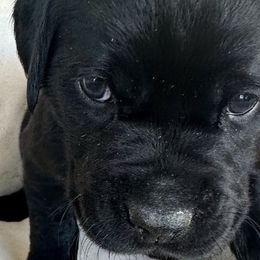Lizzy - Black Labrador Retriever puppy in Florida from Deep South Labrador Retrievers LLC