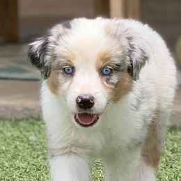 Girl 2 - Miniature American Shepherd puppy from Starry-Eyed Mini Aussies with Tails