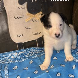 Boy 2 - Bode - Tri-color male Border Collie puppy in Liverpool, Pennsylvania from Breezy Acres Stock & Sporting Dogs
