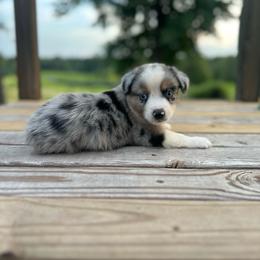 Cowboy - Blue merle male Miniature Australian Shepherd puppy in Doddridge, Arkansas from Huddleston Farm