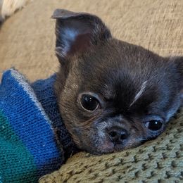 Timothy - Blue Chihuahua puppy in Maryland from A & O Cherished Chihuahuas