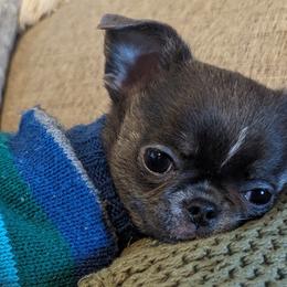 Timothy - Blue Chihuahua puppy in Maryland from A & O Cherished Chihuahuas