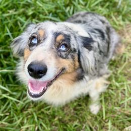 Luna - Miniature Australian Shepherd