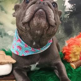 Miss Phoebe - French Bulldog
