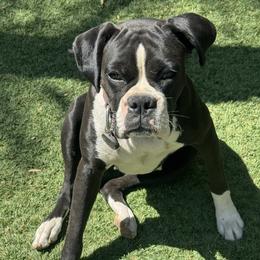 Amari - Boxer