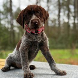 Foxy - Chestnut and gray female Wirehaired Pointing Griffon puppy in Shelbyville, Texas from AndersonK9Kennels Bayou Beards