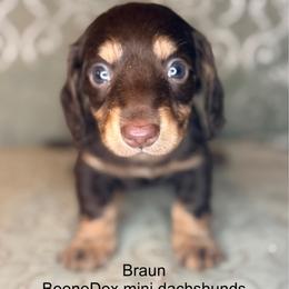 Braun - Chocolate and tan male Dachshund puppy in Lexington, Oklahoma from BooneDox Miniature Dachshunds