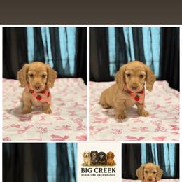 Bee - Cream female Dachshund puppy in Durant, Oklahoma from Big Creek Mini Dachshund