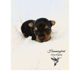 Yorkshire Terrier Puppies from Hummingbird Farm & Gardens
