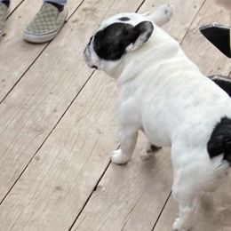 French Bulldogs from Manti Mountain Farm