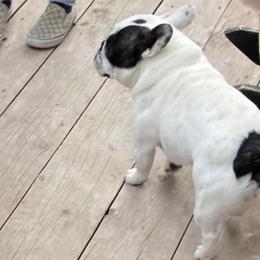 French Bulldogs from Manti Mountain Farm