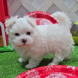 Cole - White and lemon male Maltese puppy in Aurora, Missouri from KnJ Precious Paws LLC