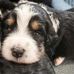 Dark Pink - Tri-color female Bernedoodle puppy in Marne, Michigan from MI Doodles