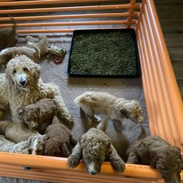 Goldendoodle Puppies from Two Ps in a Pod
