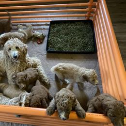 Goldendoodle Puppies from Two Ps in a Pod