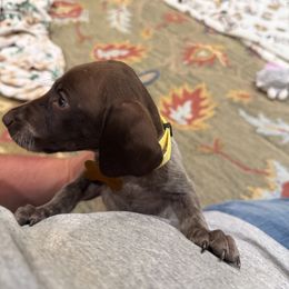 Yellow - Liver roan female German Shorthaired Pointer puppy in Ozark, Alabama from Judy Creek GSP's