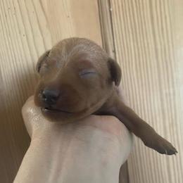 Uriel - Stag red male Miniature Pinscher puppy in Lancaster, Missouri from White Stone Ranch