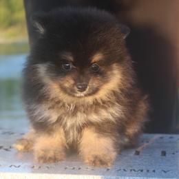 Anroa - Black male Pomeranian puppy in Andrews, South Carolina from Purple Diamonds Kennel