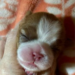 CKC Susie - Chocolate and tan female Shih Tzu puppy in Skipperville, Alabama from Nay Nay’s Babies