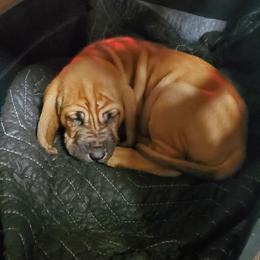 Bloodhound Puppies from Heritage Hounds