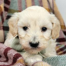 Fable - Cream female Goldendoodle puppy in Temecula, California from Oodles O'Doodles