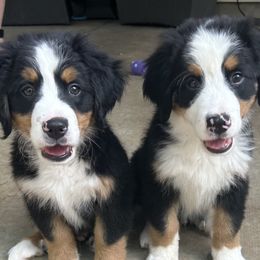 Bernedoodles, Bernese Mountain Dogs, Double Doodles, and Golden Mountain Dogs from OlliePups, LLC