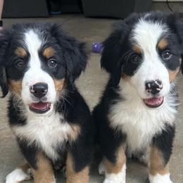 Bernedoodles, Bernese Mountain Dogs, Double Doodles, and Golden Mountain Dogs from OlliePups, LLC