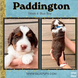 Paddington (Blue Boy) - Tri-color male Bernedoodle puppy in Boiling Springs, South Carolina from OlliePups, LLC