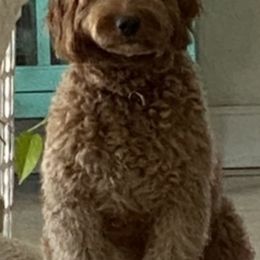 Goldendoodles and Labradoodles from DG Labradoodles