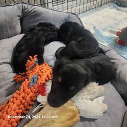 Dachshund and Yorkshire Terrier Puppies from Southern Sweetheart Kennels