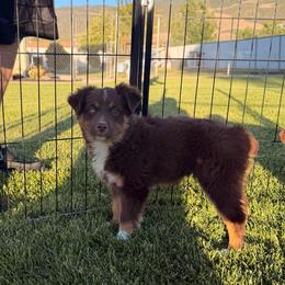 Fru fru - Red tri female Miniature Australian Shepherd puppy in Enoch, Utah from Twisted H Aussies