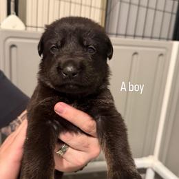 No Collar Boy - Bi-color male German Shepherd puppy in Universal City, Texas from Jaxinhaus German Shepherds