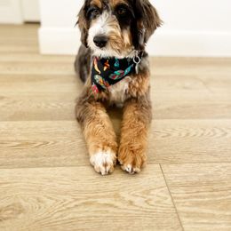 Ziggie - Aussiedoodle