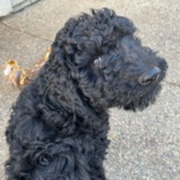 Double Doodles and Goldendoodles from Funny Farm Doodles