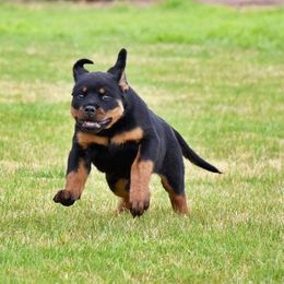 Rottweiler Puppies from Gottlïchen Rottweilers