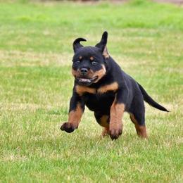 Rottweiler Puppies from Gottlïchen Rottweilers