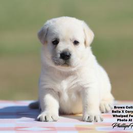 Bella Boy 2 - Yellow male Labrador Retriever puppy in Point, Texas from Lakylu Kennels