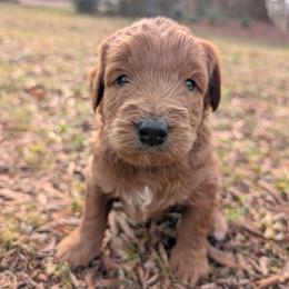 Blue - Red  male Goldendoodle puppy in Midland, North Carolina from Alger Farm, LLC