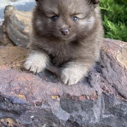 Pomeranians from Ooh- la-la Poms/Frenchies