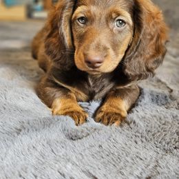 Dachshund Puppies from butter beans babies