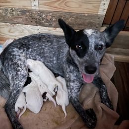Australian Cattle Dog Puppies from Twisted C Heelers